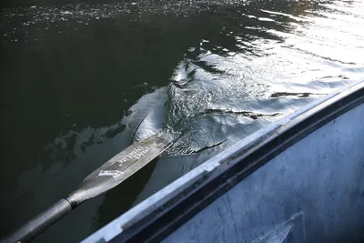 DSC_0306 (Large).JPG